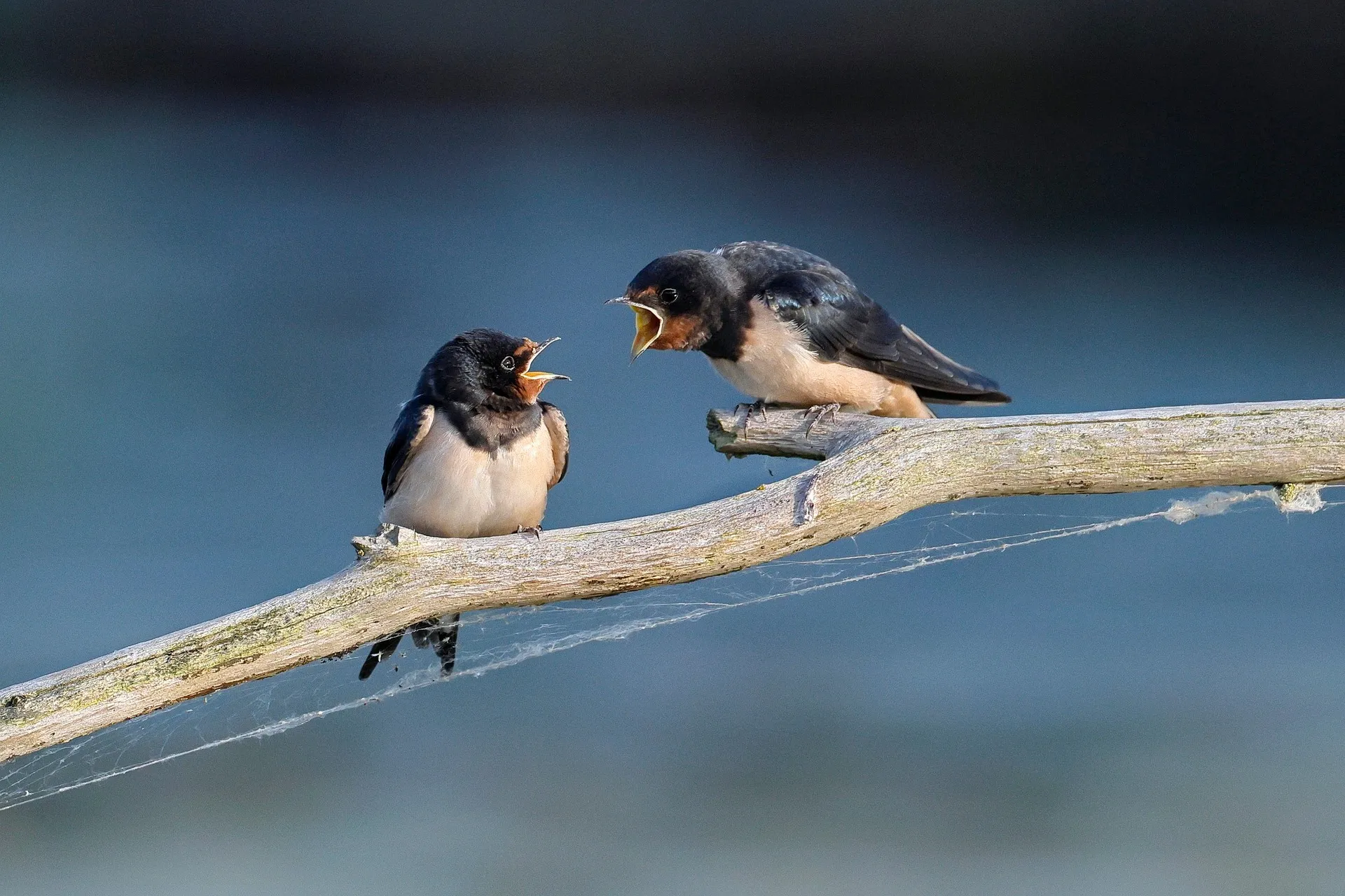 barn-swallow-8097199_1920