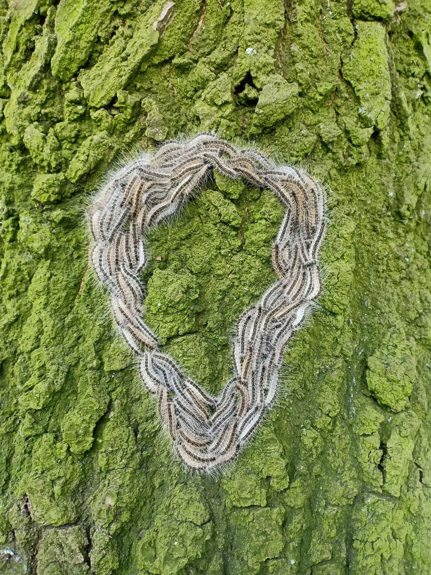 eikenprocessierups-4260017_1920